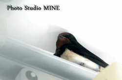 tubame.gif
